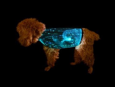 发光狗服